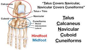 Check spelling or type a new query. Foot Anatomy Tarsal Bone Mnemonic Names Labeled Diagram Location Ezmed