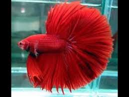 How To Care Betta Fish In Hindi Low Maintenance Fish Anyone Can Keep Alive Youtube