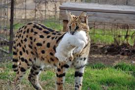 The savannah is a hybrid domestic cat breed. Serval Plays With White Bunny Poc
