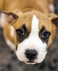 Akc bulldog puppies 9 weeks. Dog Licensing Isabella County Michigan