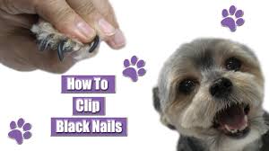 Whenever you go get your hair cut, the. How To Use Guillotine Dog Nail Clippers In 6 Steps Patchpuppy Com