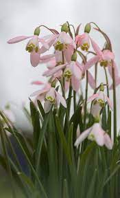 Pink Snowdrops Beautiful Flowers Spring Flowers Pretty Flowers
