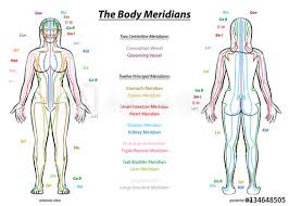 Meridian System Chart Female Body With Principal And
