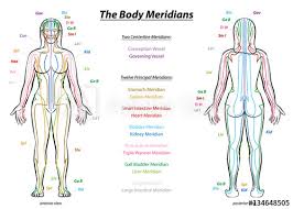 meridian system chart female body with principal and