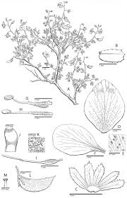 Image result for Gelrebia glandulosopedicellata