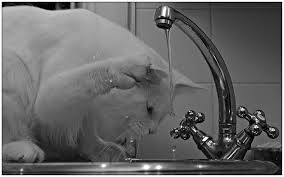 reasons cats drink from the faucet & shower