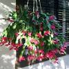 Flowers of the thanksgiving cactus are produced from the tips, or from where the leaf segments join. 1