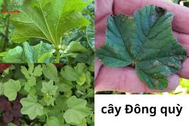 Image result for Malva verticillata