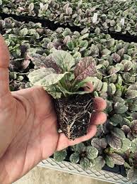 Image result for Ajuga integrifolia