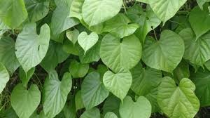 Image result for Tinospora