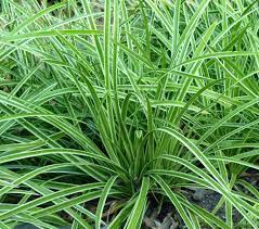 Carex Is The Name Of A Large Genus Of Grass Like Plants Technically Called Sedges Not Grasses And Many Ar Shade Grass Shade Tolerant Plants Shade Perennials