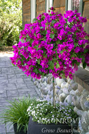 Image result for Bougainvillea