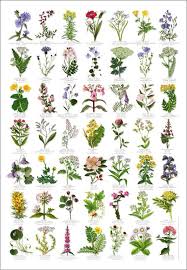 british wild flowers identification chart nature poster