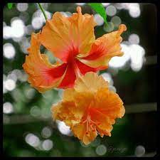 Pin On Flowers
