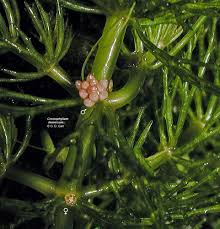 Image result for Ceratophyllum