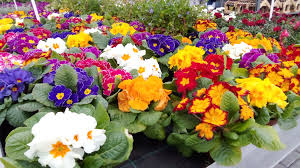 Image result for ostruhatka