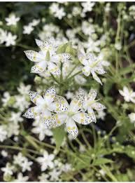 Image result for Swertia