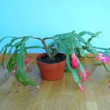 Find & download free graphic resources for christmas cactus. Buy Christmas Cactus From 2 50 2021 Plant Sale