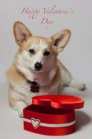 Happy Valentines Day 38 365 Corgi Pembroke Welsh Corgi Puppies Welsh Corgi