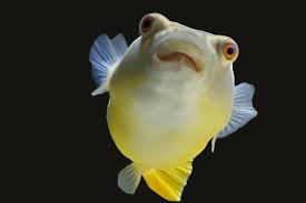 Fahaka Puffer Care Sheet