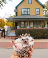 How much do hedgehogs cost at petco. Petco On Twitter Fall Back And Enjoy That Extra Hour Of Sleep This Morning Daylightsavingtime Ig Pixieprickles