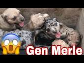 Cachorros Exóticos Pitbull MERLE 3 semanas de Crecimiento 2 - YouTube