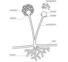 Kingdom Protista Characteristics Neet Notes Edurev