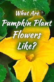 The center stamen contains the pollen. What Are Pumpkin Plant Flowers Like