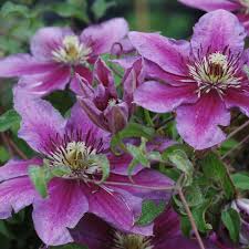 Vom blütenduft überwältigt zu werden, ist eine lustvolle niederlage. Clematis Temptation Clematis Temptation Online Kaufen