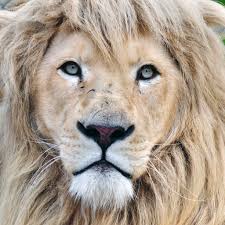 Maybe you would like to learn more about one of these? White Lion Stock Photo Male African Lions Head 1024x1024 Download Hd Wallpaper Wallpapertip