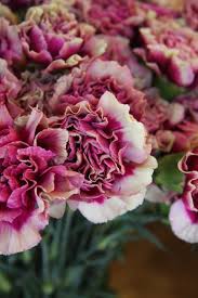 Pin On Flowers Carnations Dianthus Sweet William Pink