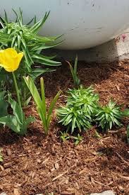 Do not use it around vegetable plants, where the soil will be tilled. The Pros And Cons Of Using Cedar Mulch In Gardens Gardening Chores