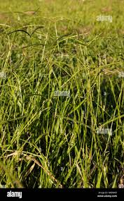 Image result for Urochloa brizantha