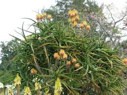 Image result for Aloidendron tongaense