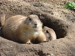 Image result for Cynomys ludovicianus obrázek