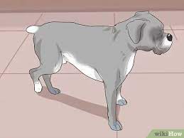 Pain is the body's way of telling us that we need help because something is wrong, and we humans are usually pretty good at getting ourselves that help. How To Tell If A Dog Is In Pain 12 Steps With Pictures