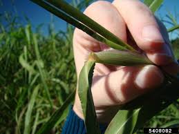 Image result for Cenchrus purpureus