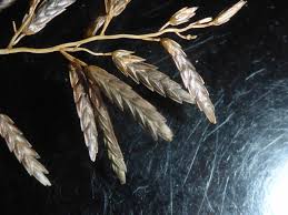 Image result for Eragrostis cilianensis