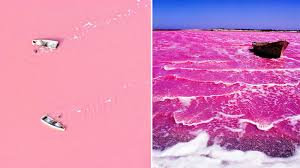 Australia is home of unusual 'pink lakes'. The Pink Lake West Australia