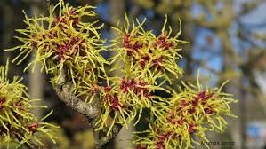 Image result for Hamamelis mollisi