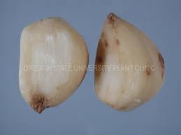 Bulb Mites Eriophyid Mites And Insect Damage Agricultural Science Oregon State University Vegetables