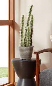 Take the cactus out of the sunlight into a shaded area. Overstock Com Online Shopping Bedding Furniture Electronics Jewelry Clothing More Faux Cactus Cactus Garden Planters