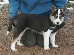 Miami beach, florida member for: Seppala Siberian Sleddog Dog Breed Information And Pictures