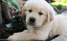 Akc registered, champion bloodlines, beautiful dispositions, reserve your puppy! Kc Registered Golden Retriever Puppies Abbey Wood London Nomtimes Uk