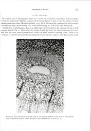 Image result for Smodingium