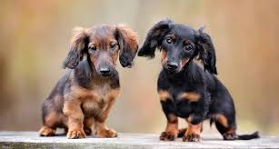If you have a yorkshire terrier puppy, you will need to get it house broken as soon as possible. Dachshund Dog Breed Information Center Dachshund Puppies And Adults