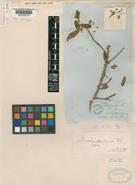 Image result for Maerua angolensis