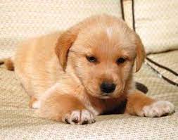 Help over 180,000 pets, that are available through rescues and shelters, find a home. Adopt Blinky On Petfinder Labrador Retriever Dog Animals Animal Shelter