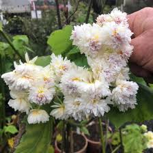 Image result for Sparrmannia africana