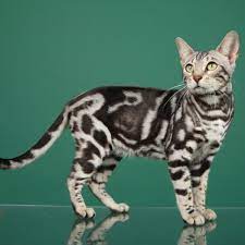 Apakah anda pernah mimpi digigit kucing? Tafsir Mimpi Kucing Mati Digigit Beranak Hitam Dll Dennis G Zill